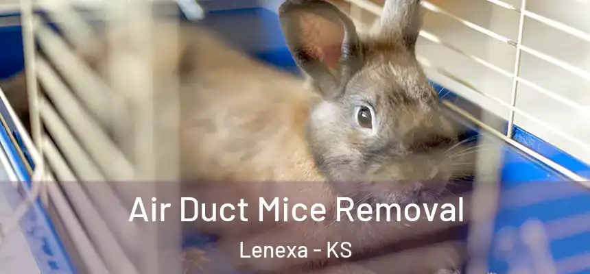  Air Duct Mice Removal Lenexa - KS